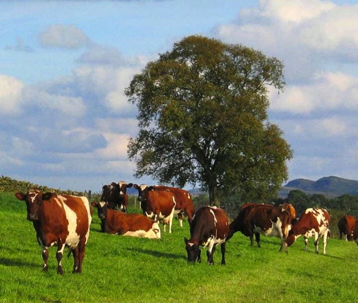 Ayrshire breed cows at Slack House Farm near Gilsland